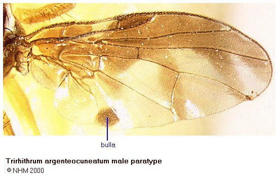 Image of Trirhithrum argenteocuneatum Hancock 1984