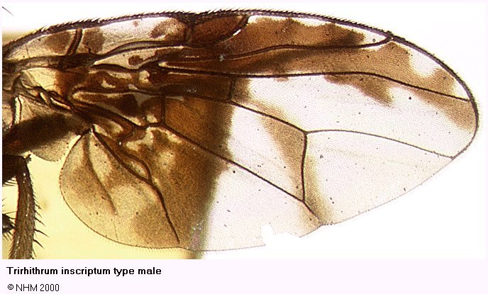 Image of Trirhithrum inscriptum (Graham 1910)