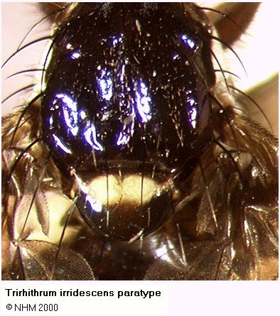 Image of Trirhithrum iridescens Hancock 1984