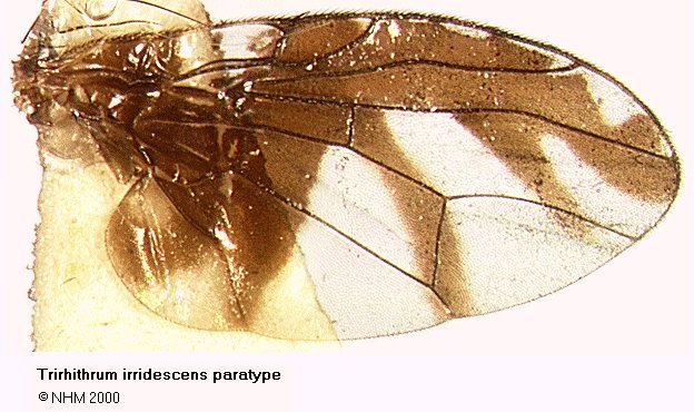 Image of Trirhithrum iridescens Hancock 1984