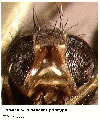 Image of Trirhithrum iridescens Hancock 1984