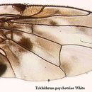 Image of Trirhithrum psychotriae White 2003