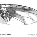 Image of Trirhithrum stecki White 2003