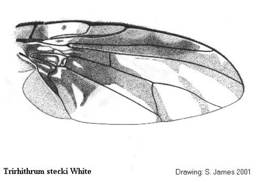 Plancia ëd Trirhithrum stecki White 2003