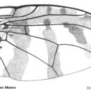 Plancia ëd Trirhithrum transiens Munro 1957