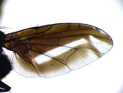 Image of Carpophthoromyia dimidiata Bezzi 1924