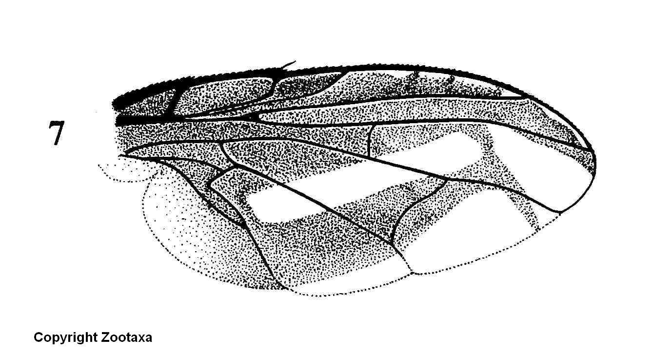 Image of Carpophthoromyia dimidiata Bezzi 1924