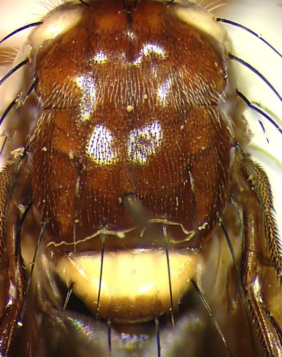 Image of Carpophthoromyia dimidiata Bezzi 1924