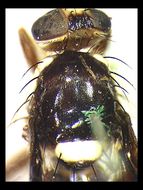 Image of Carpophthoromyia dimidiata Bezzi 1924