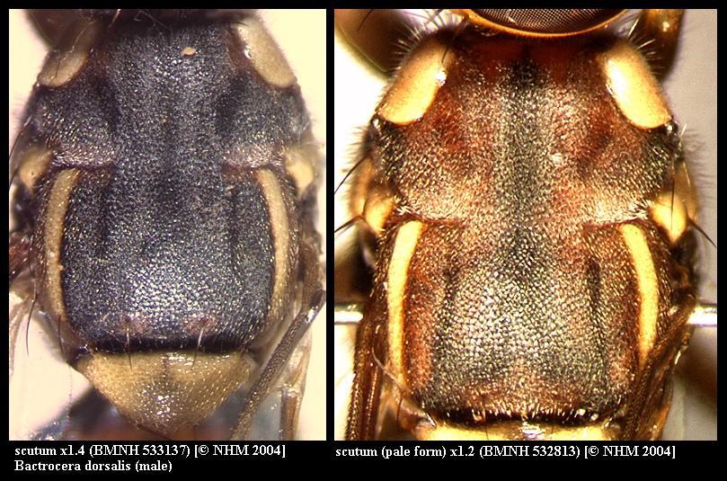 Image of Oriental fruit fly