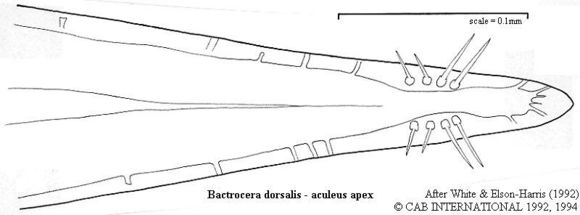 Слика од Bactrocera dorsalis (Hendel 1912)