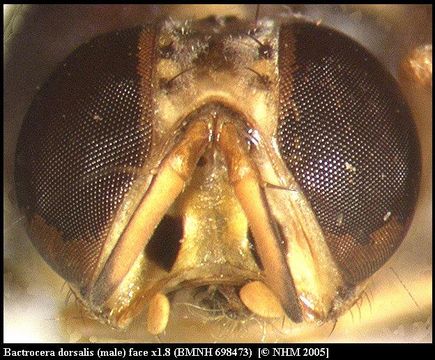 Bactrocera dorsalis (Hendel 1912) resmi