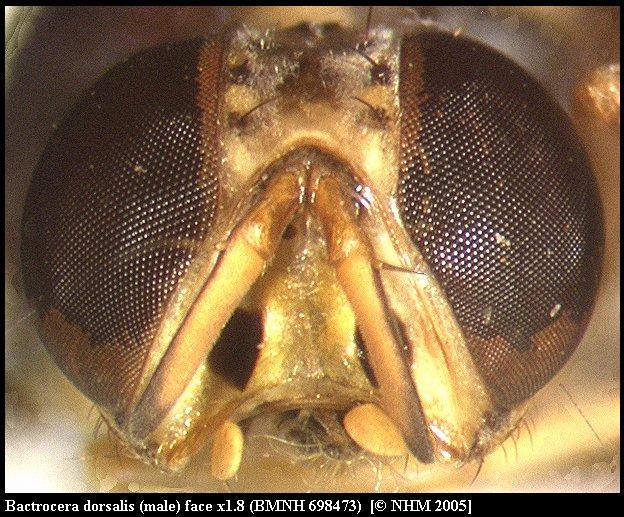 Image of Oriental fruit fly