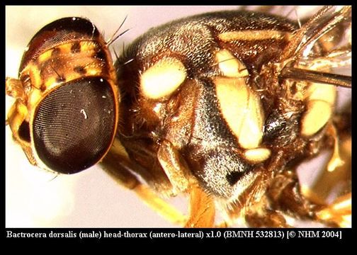 Bactrocera dorsalis (Hendel 1912) resmi