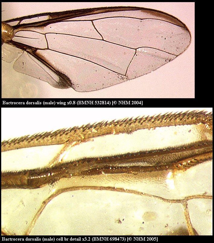 Bactrocera dorsalis (Hendel 1912) resmi