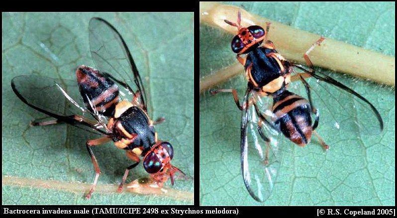 Image of Bactrocera invadens Drew, Tsuruta & White 2005