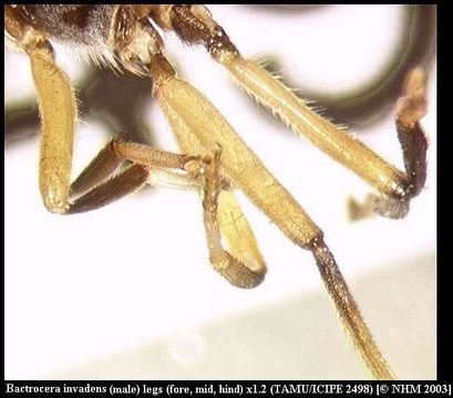 Image of Bactrocera invadens Drew, Tsuruta & White 2005