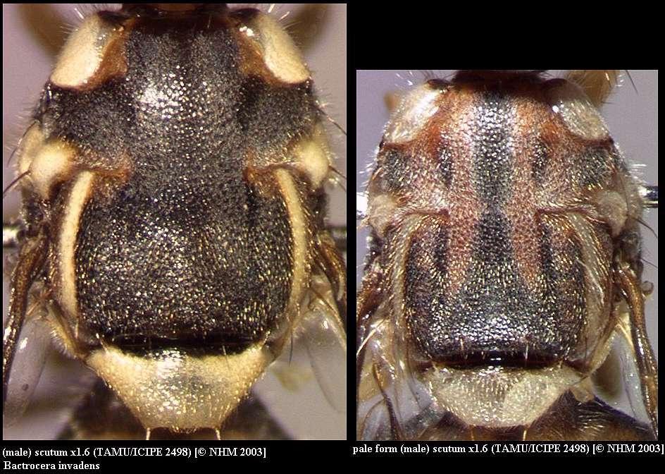 Image of Bactrocera invadens Drew, Tsuruta & White 2005