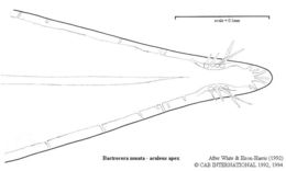 Слика од Bactrocera zonata (Saunders 1842)