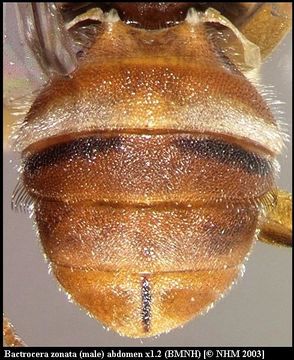 صورة Bactrocera zonata (Saunders 1842)