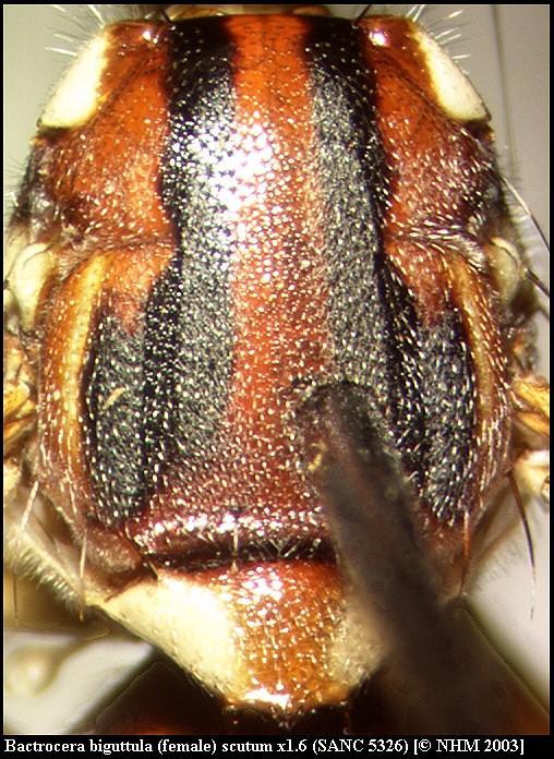 صورة Bactrocera biguttula (Bezzi 1922)