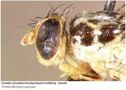 Image of Ceratitis brachychaeta Freidberg 1991