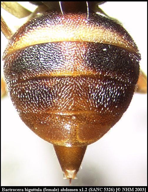 Image of Bactrocera biguttula (Bezzi 1922)