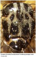 Image of Ceratitis brachychaeta Freidberg 1991