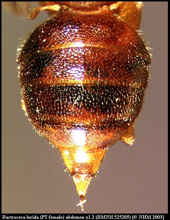 Image of Bactrocera lucida (Munro 1939)