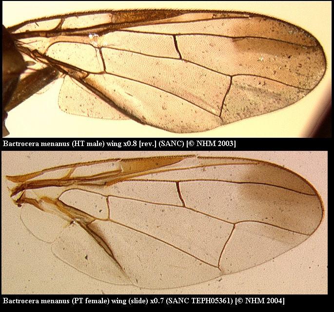 Слика од Bactrocera menanus (Munro 1984)