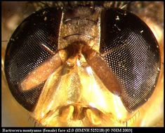 Image of <i>Bactrocera montyanus</i> (Munro 1984)