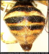 Image of <i>Bactrocera montyanus</i> (Munro 1984)