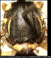 Image de <i>Bactrocera montyanus</i> (Munro 1984)