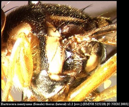 Image de <i>Bactrocera montyanus</i> (Munro 1984)