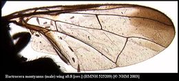 Image de <i>Bactrocera montyanus</i> (Munro 1984)