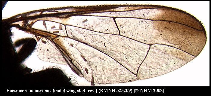 Image de <i>Bactrocera montyanus</i> (Munro 1984)