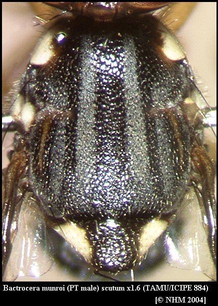 Image of Bactrocera munroi White 2004