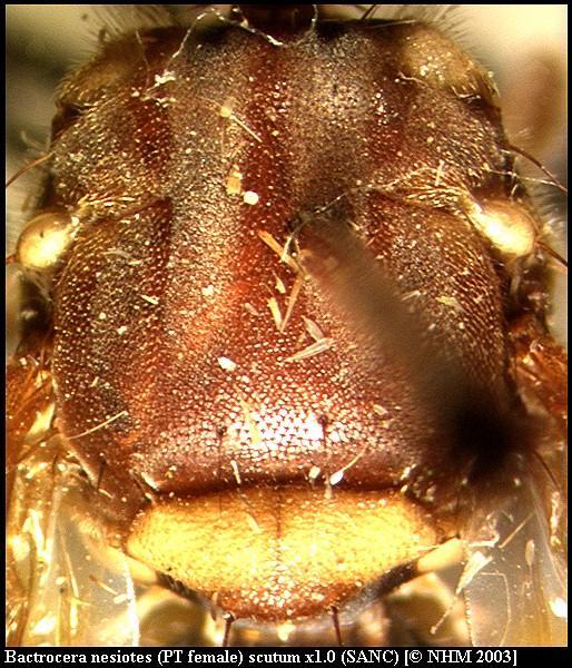 Image of Bactrocera nesiotes (Munro 1984)