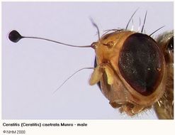 Image of Ceratitis caetrata Munro 1949