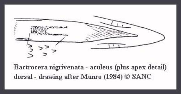 Image of Bactrocera nigrivenata (Munro 1937)