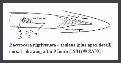 Слика од Bactrocera nigrivenata (Munro 1937)