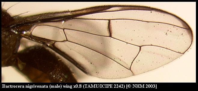 Слика од Bactrocera nigrivenata (Munro 1937)