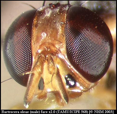Image of Olive Fruit Fly