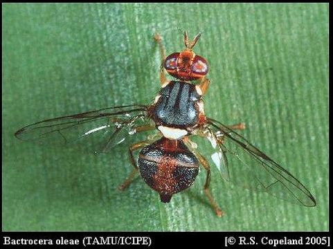 Image of Olive Fruit Fly