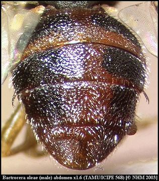 Image of Olive Fruit Fly