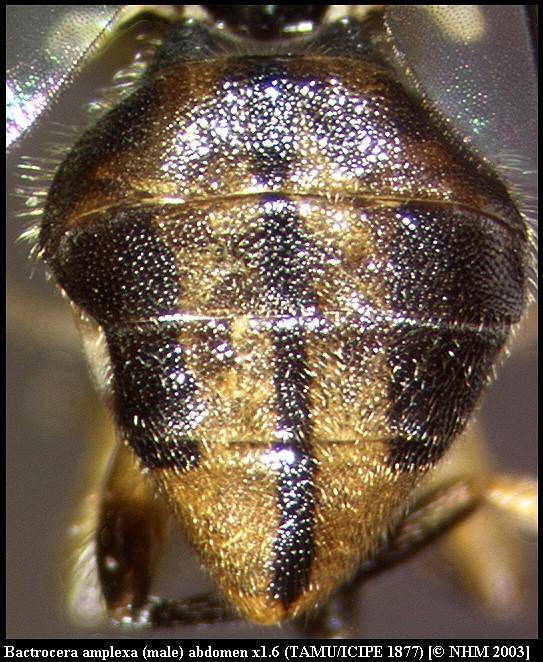 Image of Bactrocera amplexa (Munro 1984)