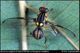 Image of Bactrocera amplexa (Munro 1984)