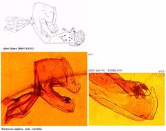 Image of Bactrocera amplexa (Munro 1984)