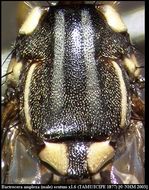 Image of Bactrocera amplexa (Munro 1984)