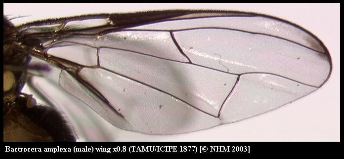 Image of Bactrocera amplexa (Munro 1984)